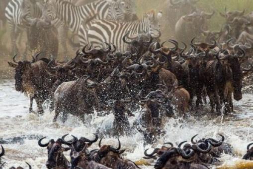 The Great Migration, Tanzania, Kenya
