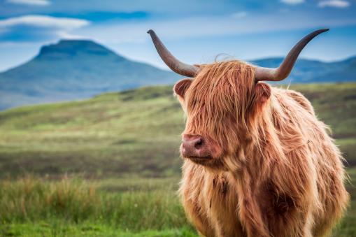 Picture of the Scotland Cow