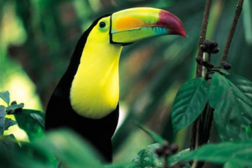 Tucan, Belize