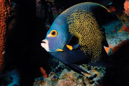 Angel fish, Belize