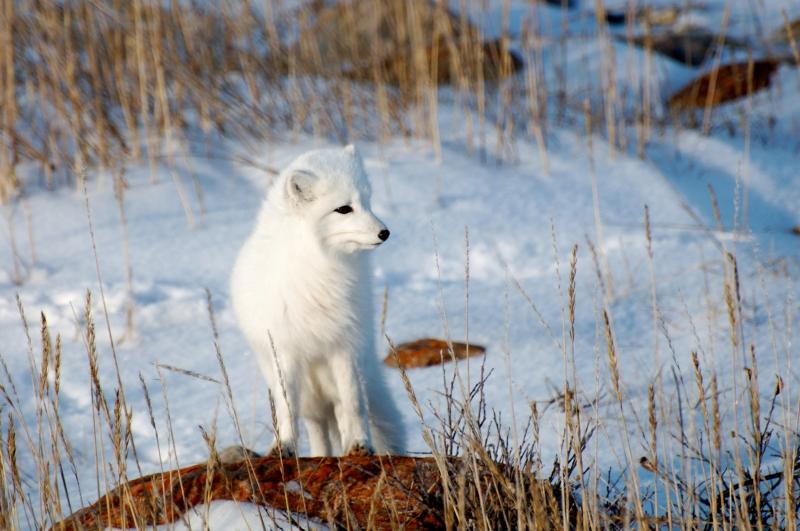 Arctic Fox, Churchill, Manitoba, Canada